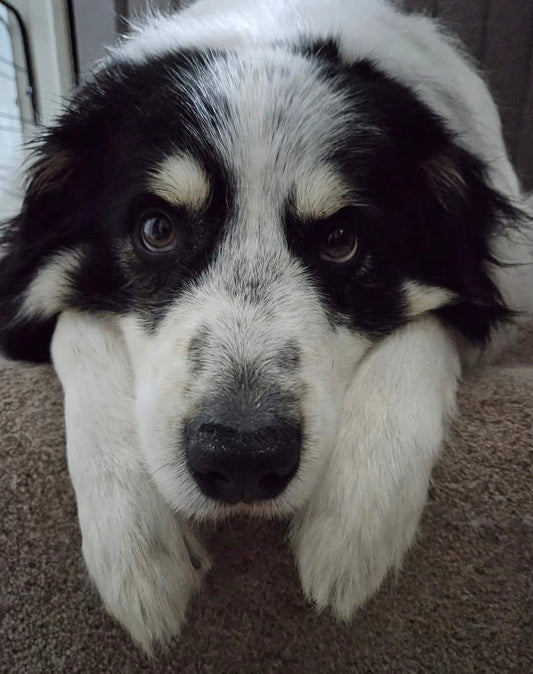 Custom Clip Shoe Charms - Regular - 24CC4Andrew20250507-Sample order